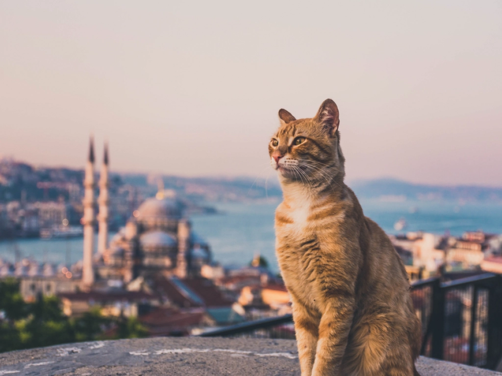 Istanbul - Old Town Tour from Istanbul Port - 2